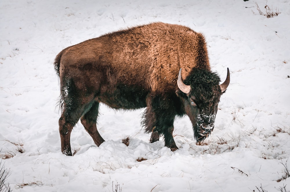 brown yak on snow