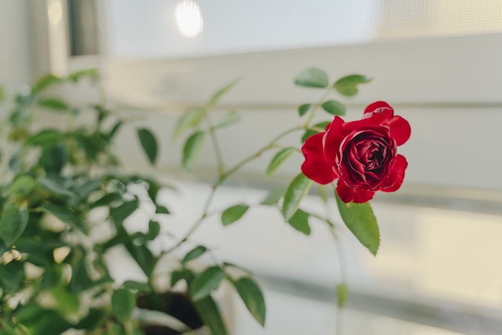 red rose flower