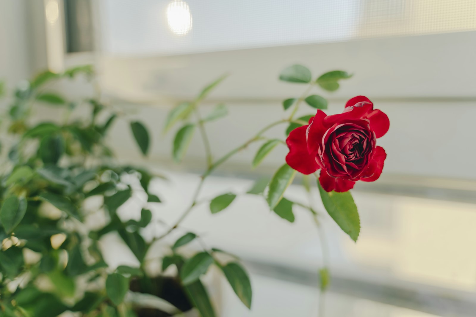 Sony a7R III sample photo. Red rose flower photography