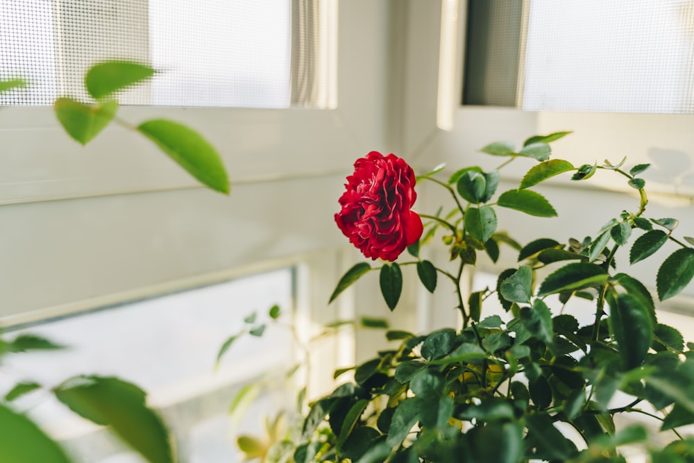 close view of red rose near window