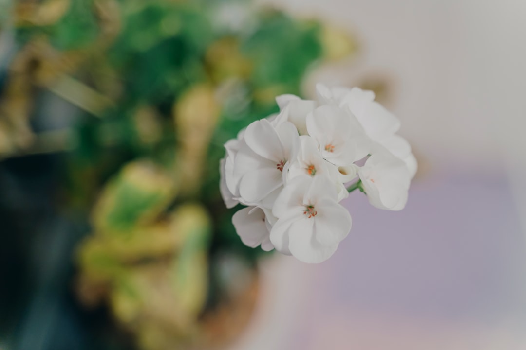 white flower