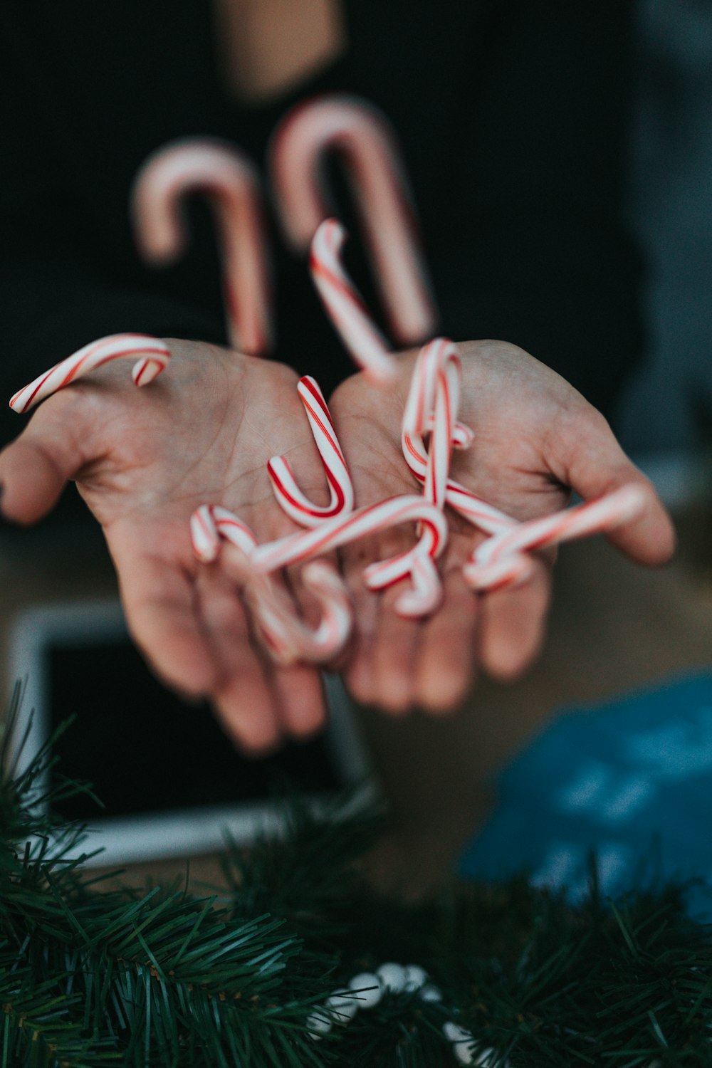 candy cane lot