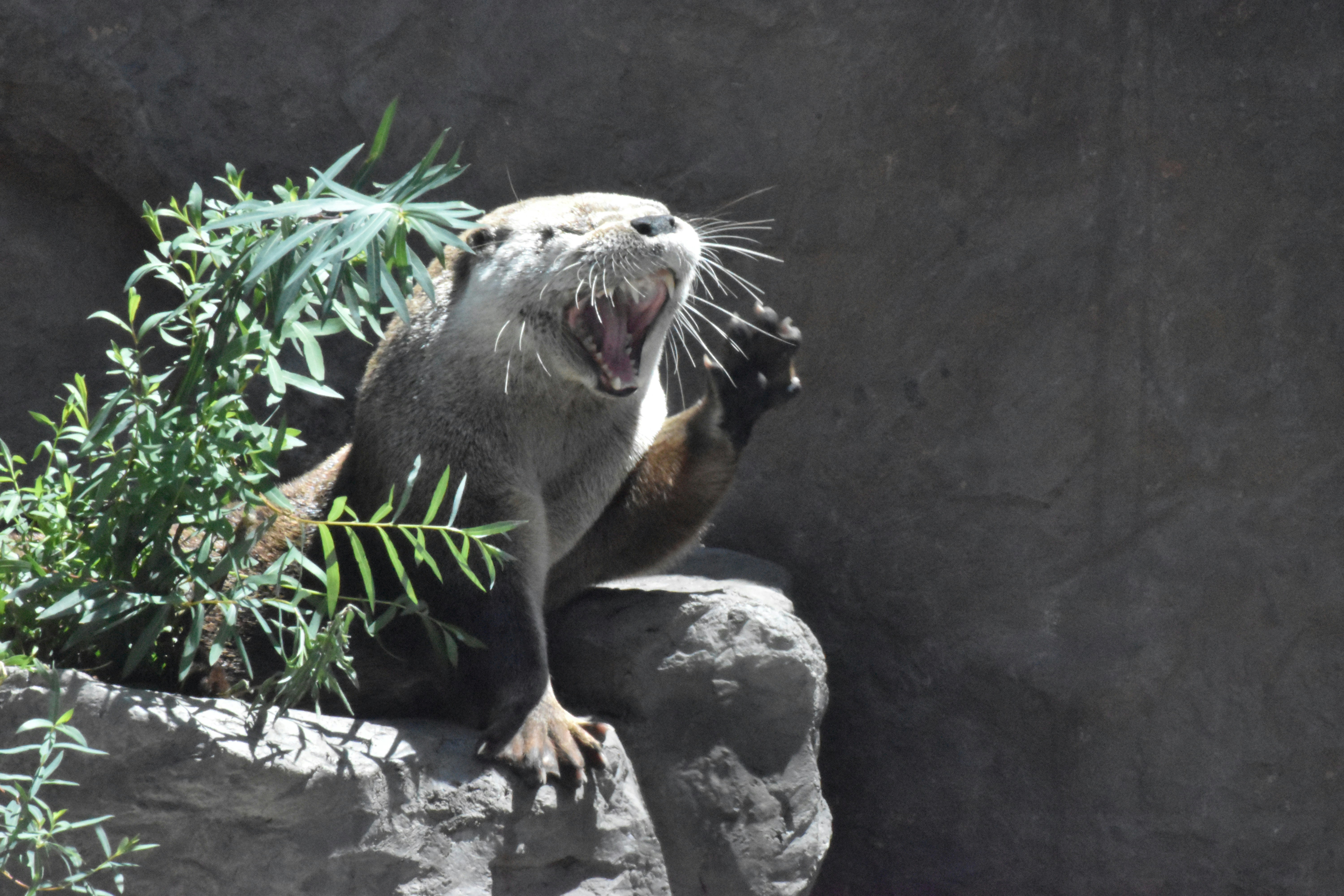 an otter stands on rock, its mouth open and one of its front paws raised as if saying 'hi' to the photographer