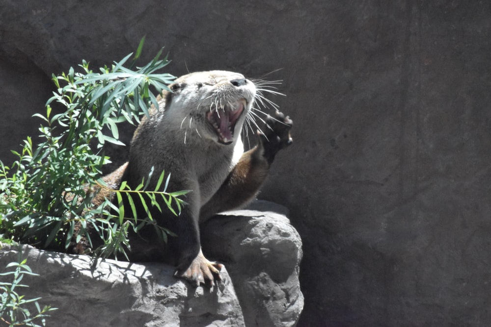 sea lion on rock