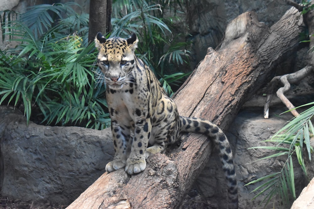 Leopardo nublado no tronco da árvore