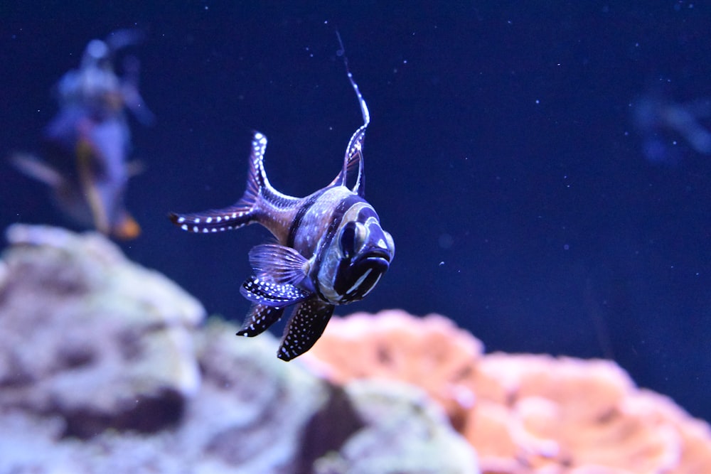 black coral reef fish