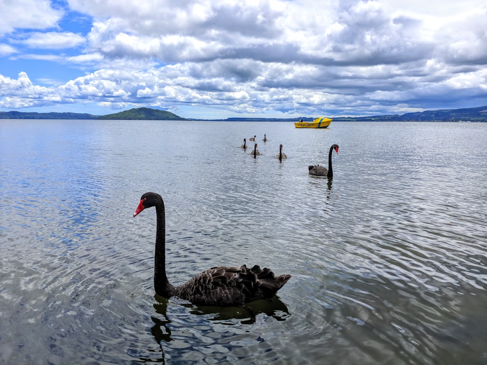 group of swans dipped in body of water