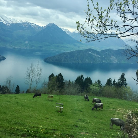 herd of cattle near body of water under cloudy sky in Rigi Switzerland