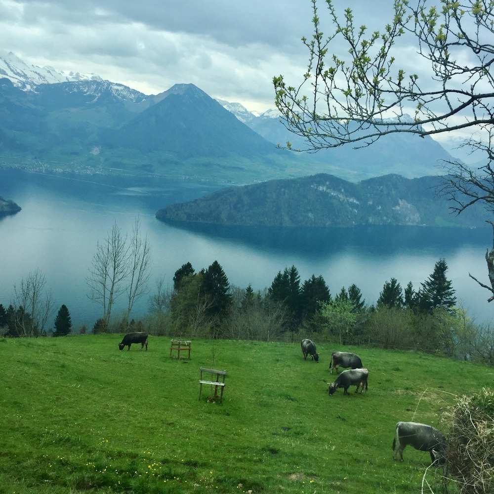 herd of cattle near body of water under cloudy sky