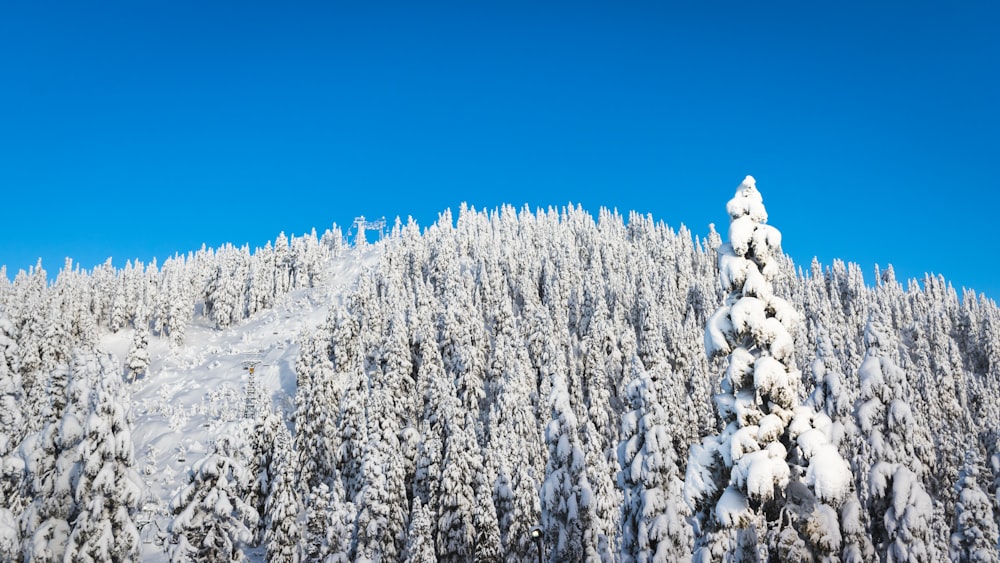 pine trees covered with snow