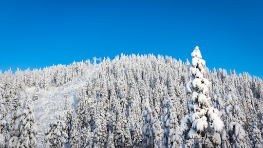 pine trees covered with snow in Vancouver Canada