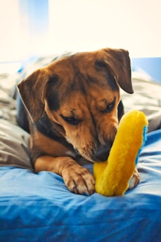 A dog is lying on a blue blanket, intently chewing on a yellow plush toy. The sunlight softly illuminates the scene, highlighting the dog's focused expression as it enjoys its playtime.