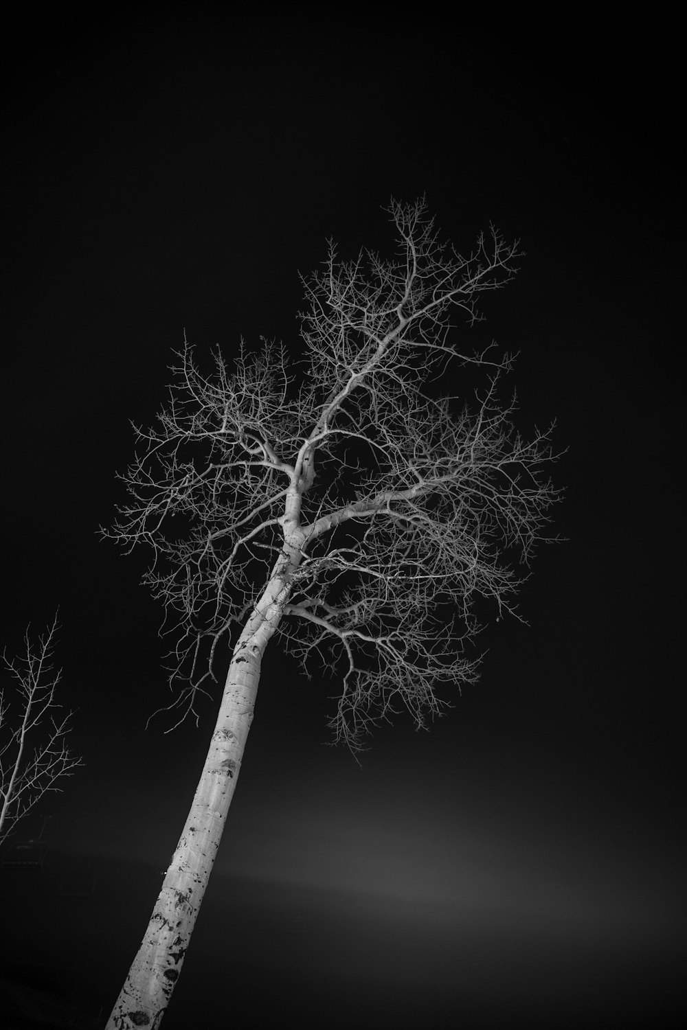 잎이 없는 나무의 회색조 사진