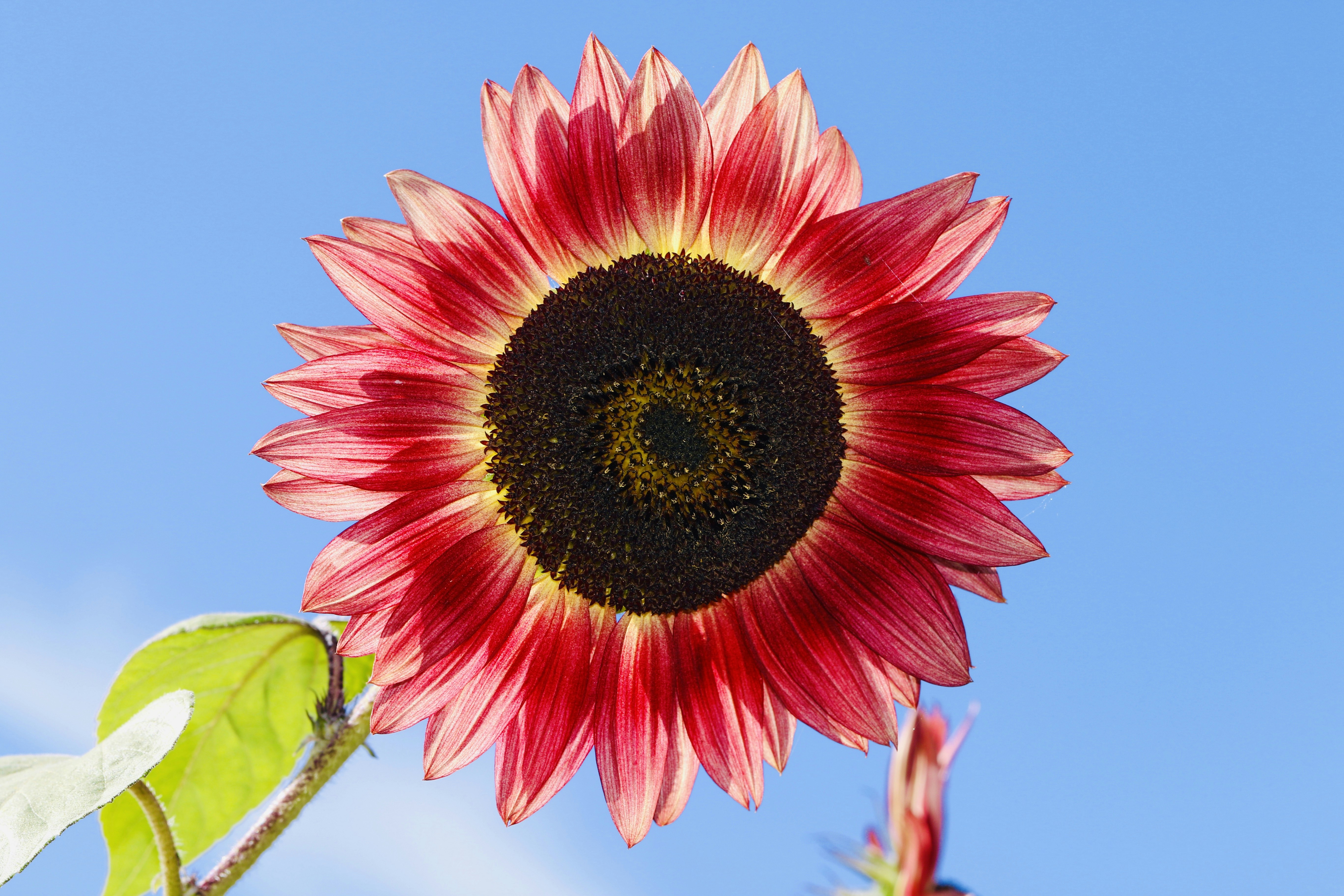 low angle view of red sunflower under clear blue sky