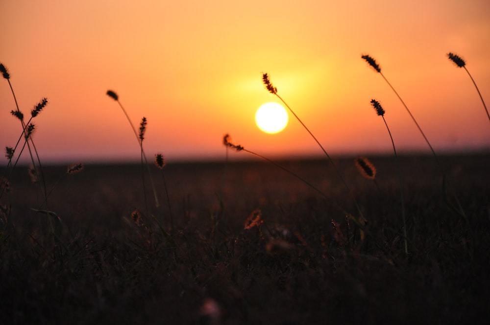 the sun is setting over a field of grass