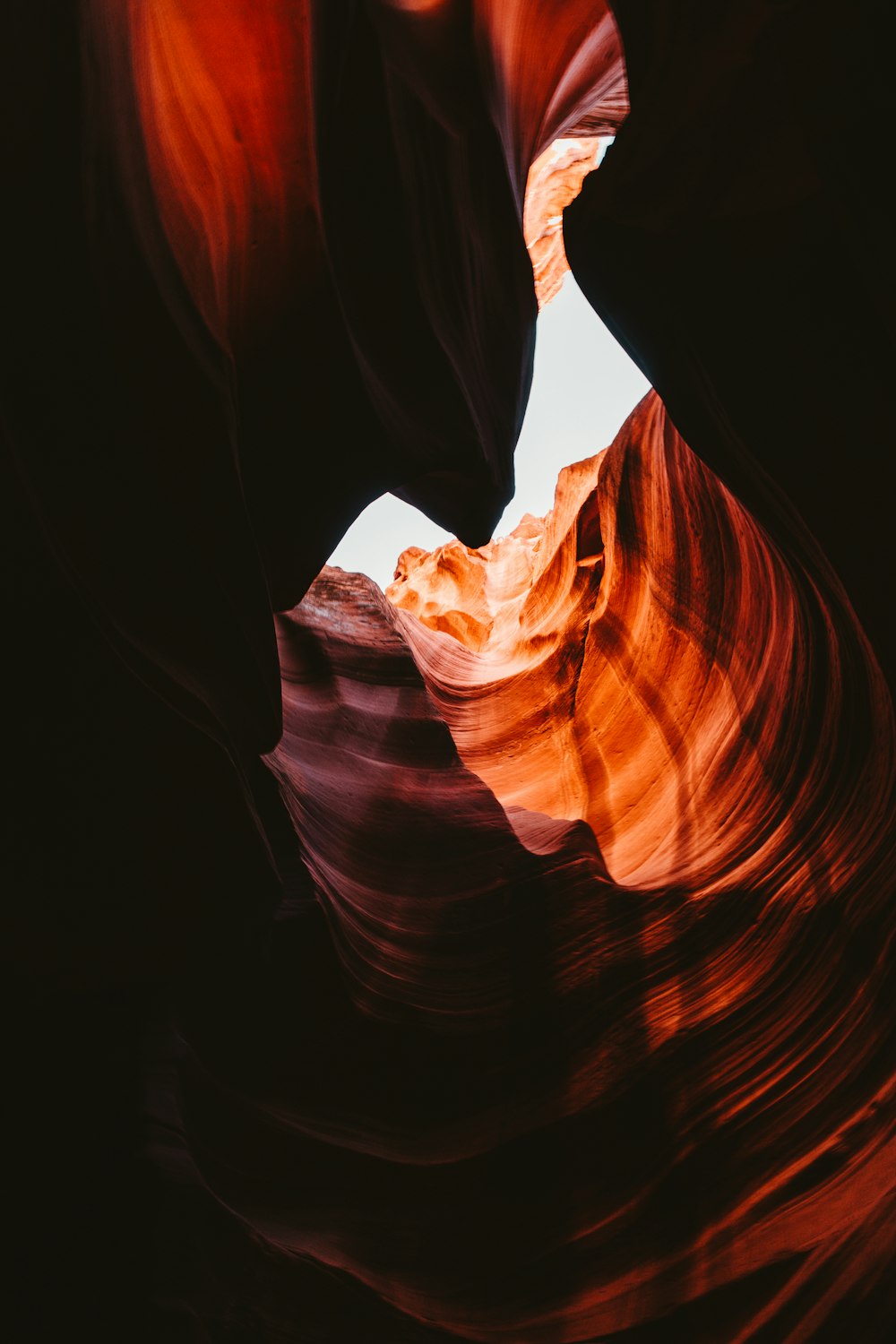 antelope of Grand Canyon