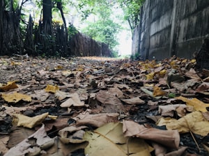 A narrow pathway covered with dry leaves is flanked by a concrete wall on one side and dense vegetation with large roots on the other. The path leads toward a bright opening, suggesting an exit or transition to a different area.