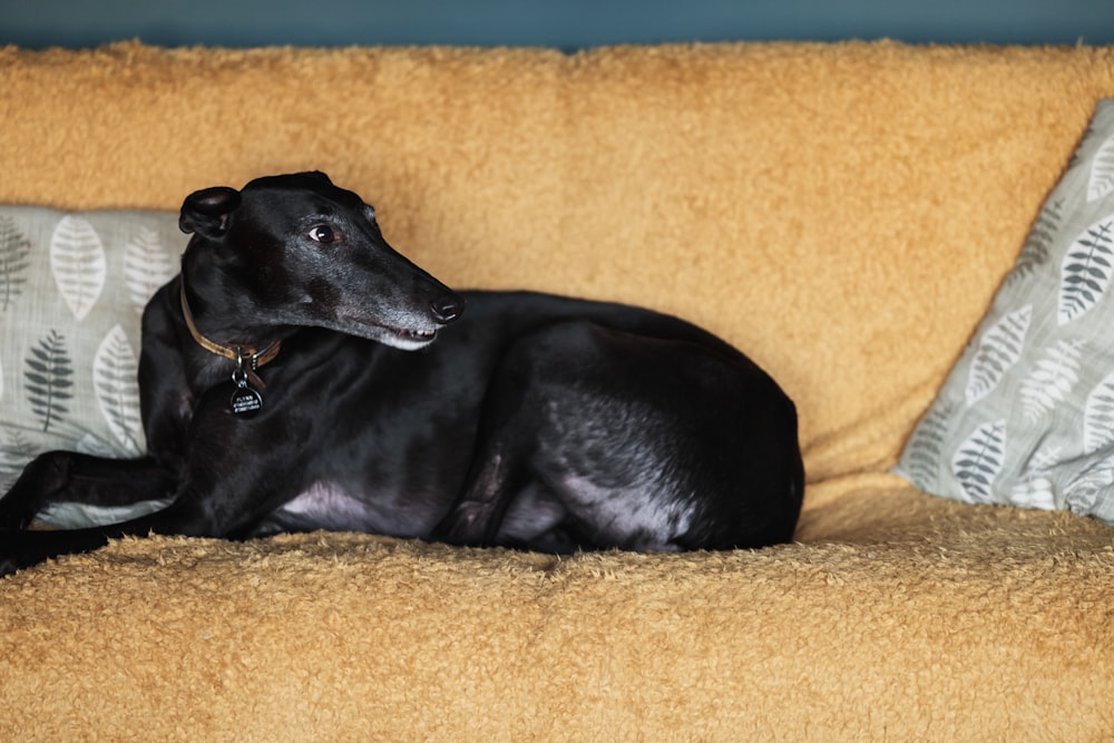 black dog lying on yellow textile