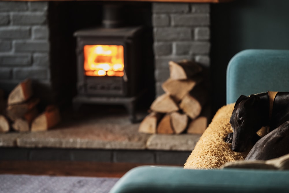 black dog sleeping on blue sofa