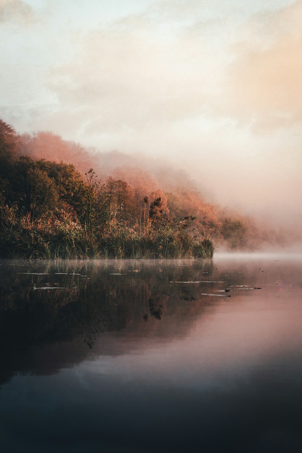 green leafed trees and body of water