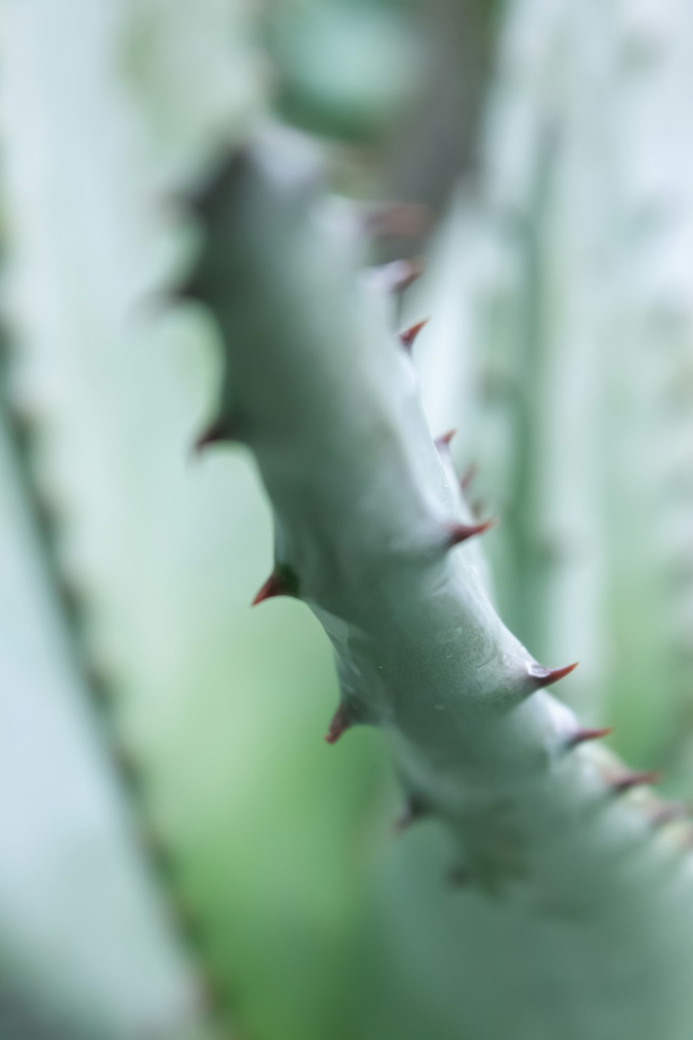 green vine plant