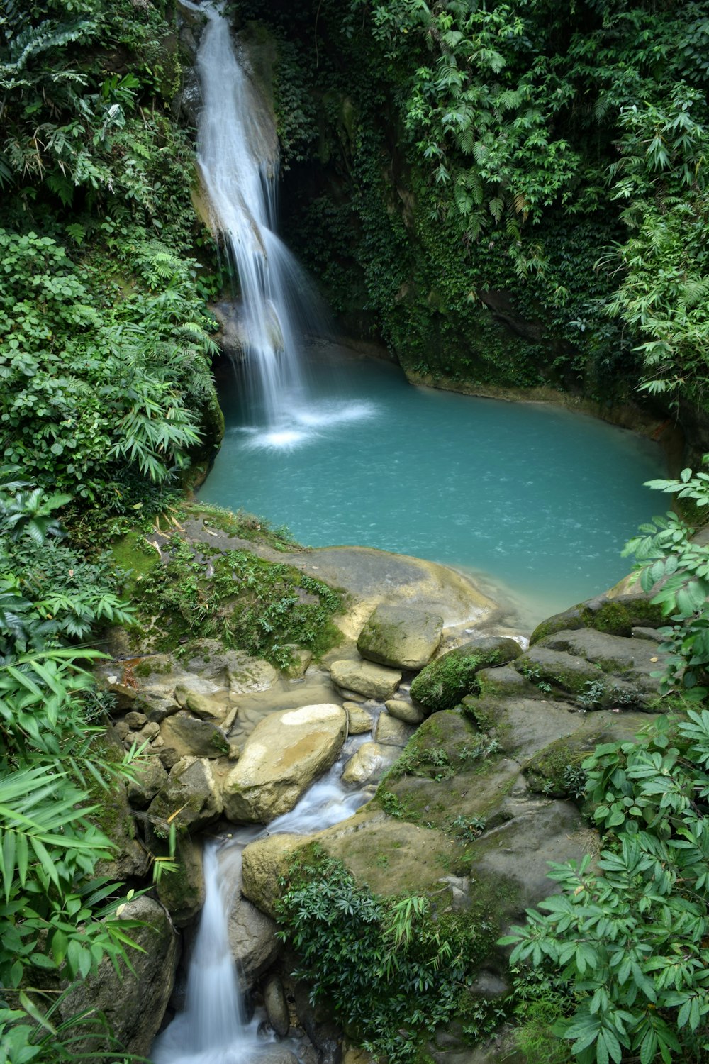 waterfalls surrounded plants