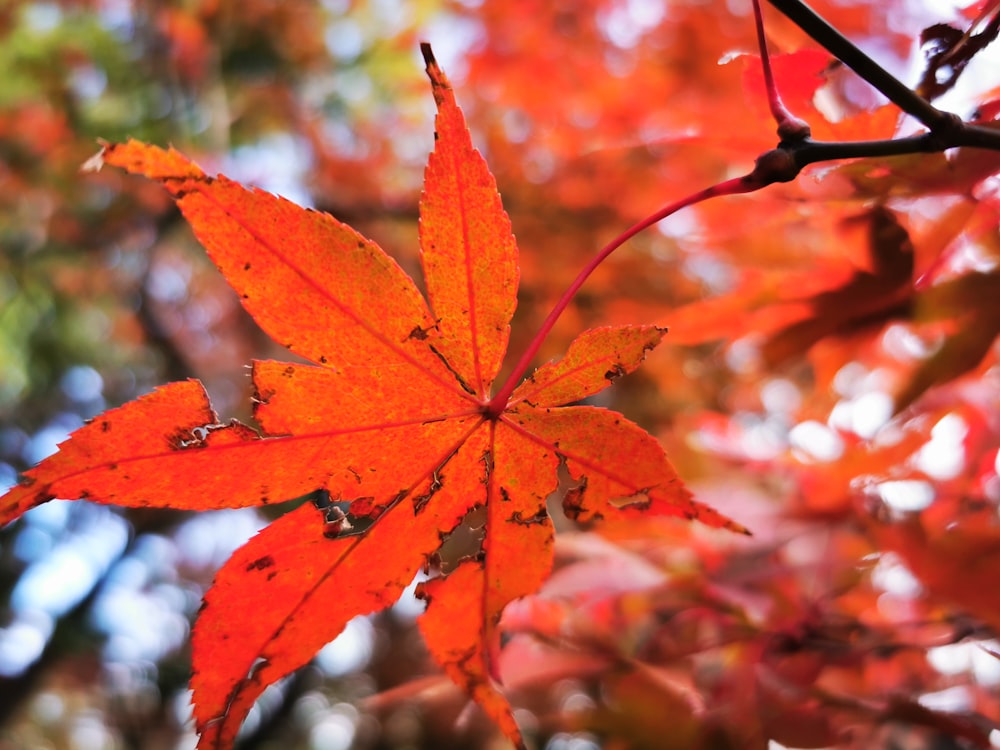 orange leaves