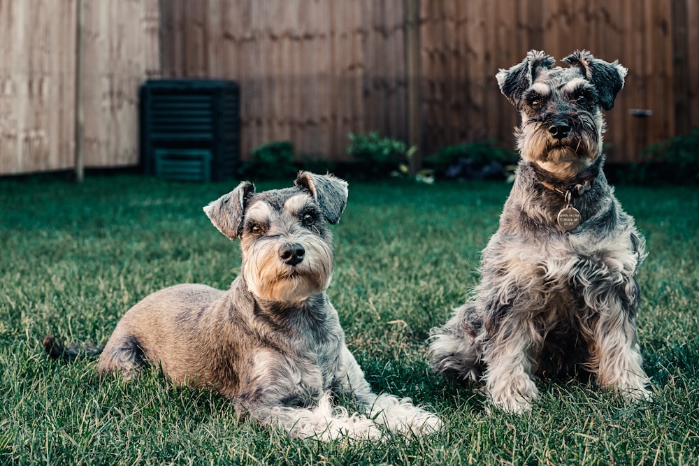 two long-coated gray dogs sitting in grass