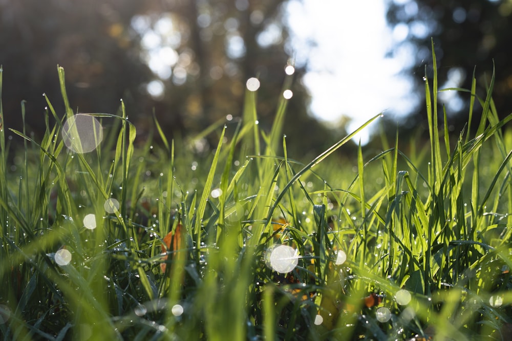 grass field during day