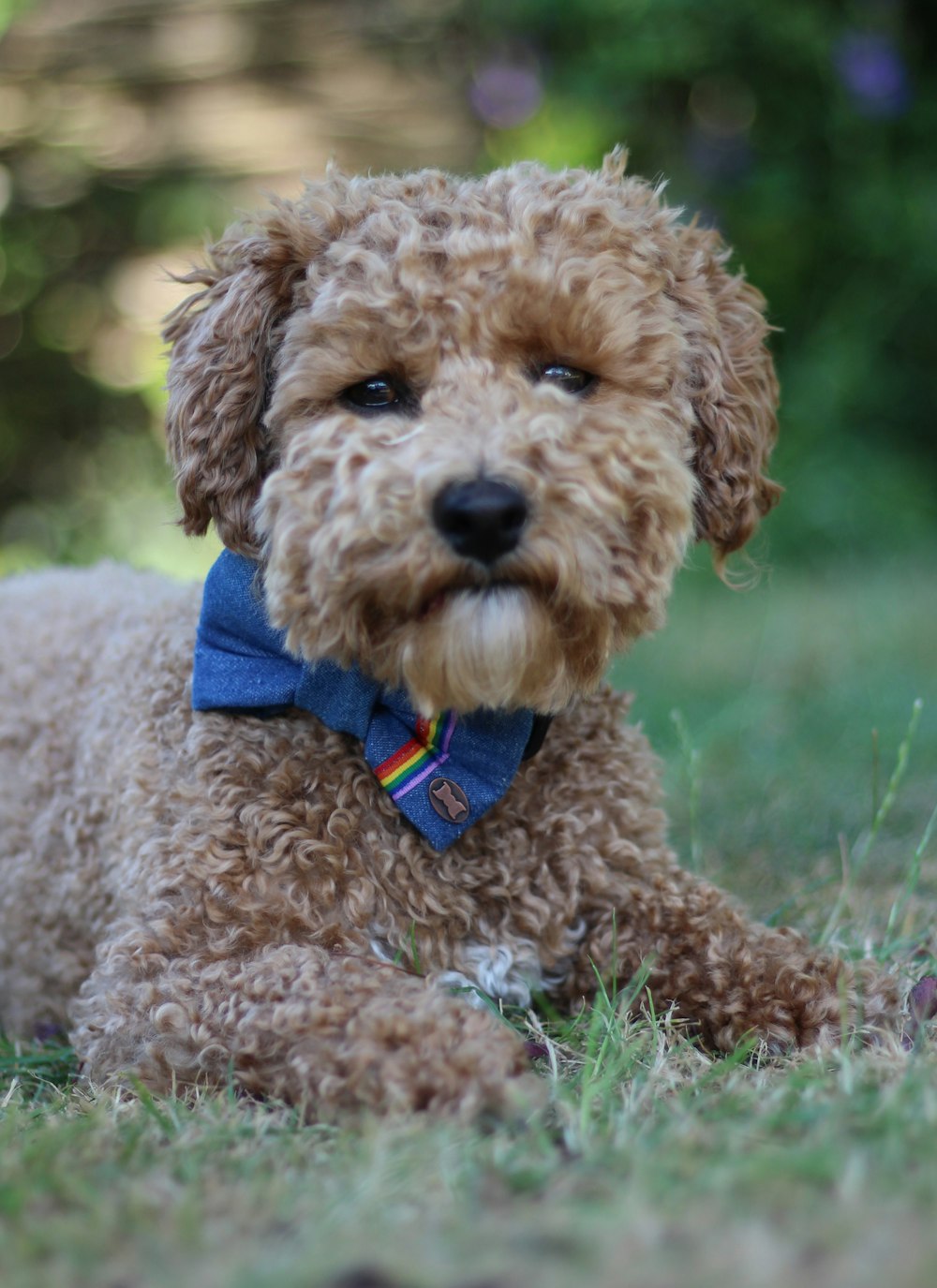 tan puppy on grass