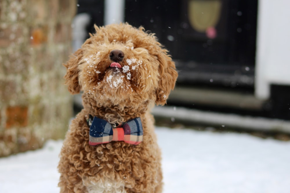tan puppy on snow