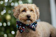 Close-up of colorful pet collars and bow ties arranged on a rustic wooden table.