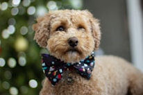 A fluffy, curly-haired dog wearing a colorful bow tie. The background is a bokeh effect with circular light patterns, suggesting a festive or indoor setting.