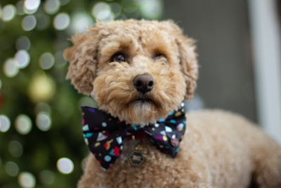 A fluffy, curly-haired dog wearing a colorful bow tie. The background is a bokeh effect with circular light patterns, suggesting a festive or indoor setting.