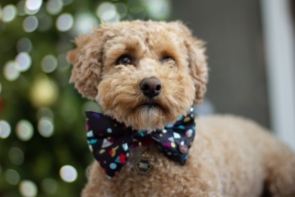 selective focus photography of tan puppy