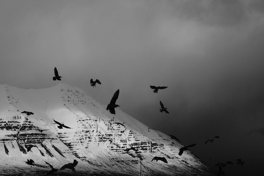 Flug der Vögel