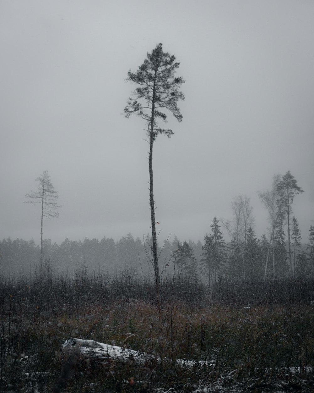 green trees