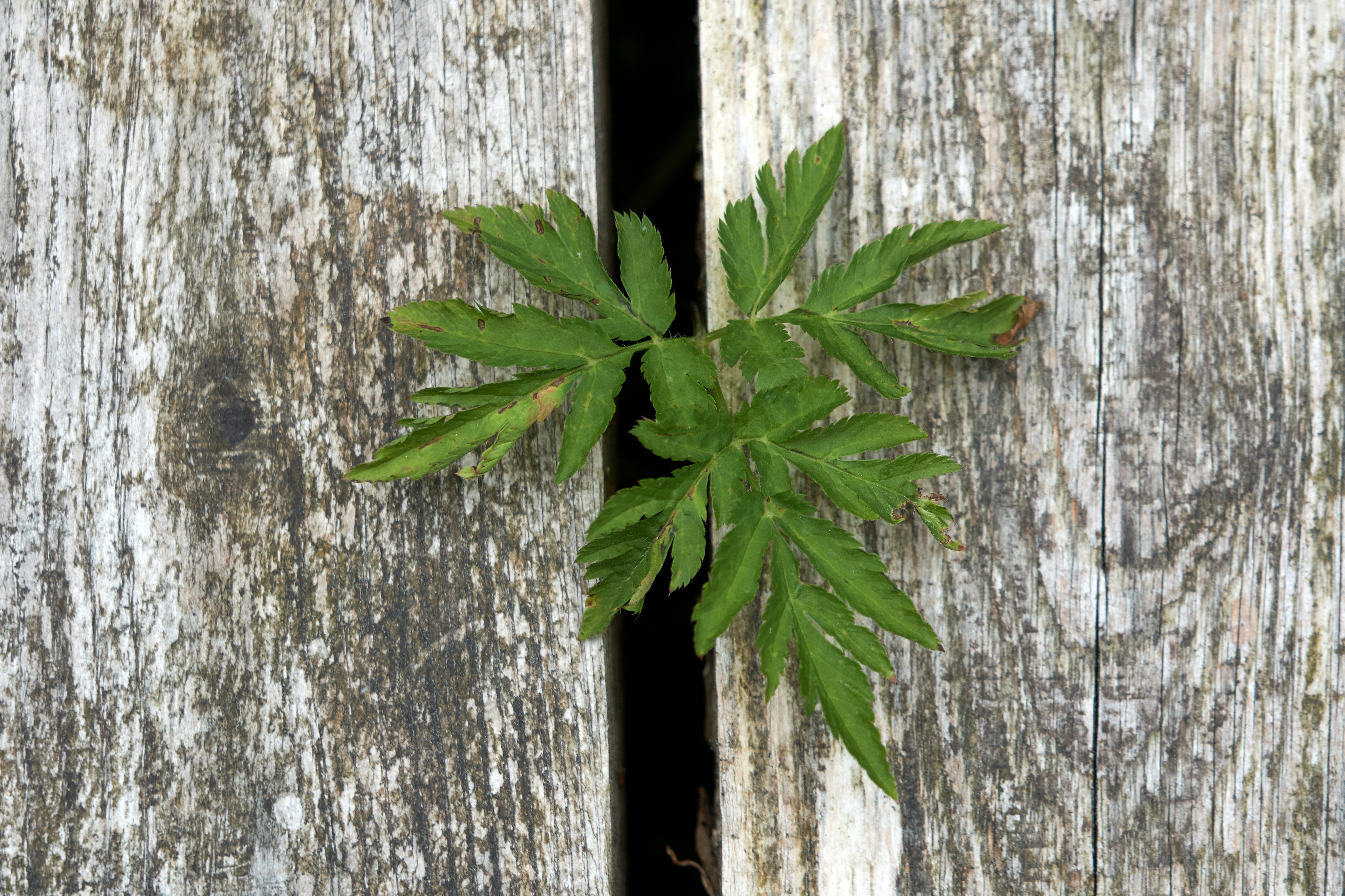 Photo by wolfgang_hasselmann