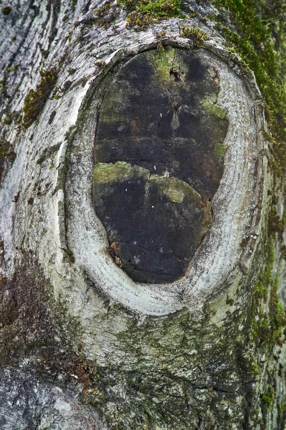 a hole in the bark of a tree