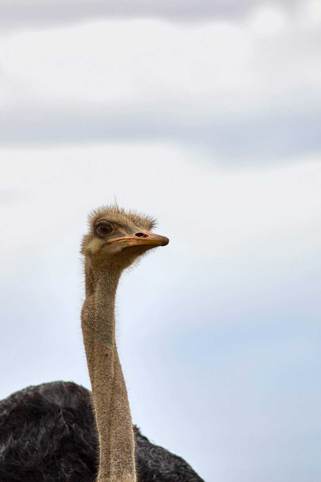  black ostrich ostrich