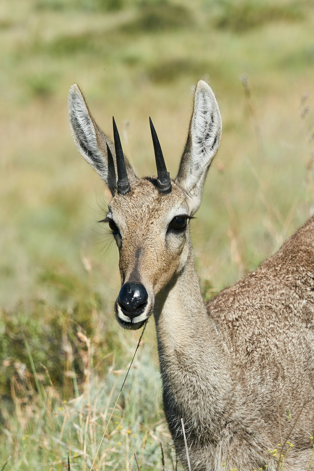 brown antelope on field