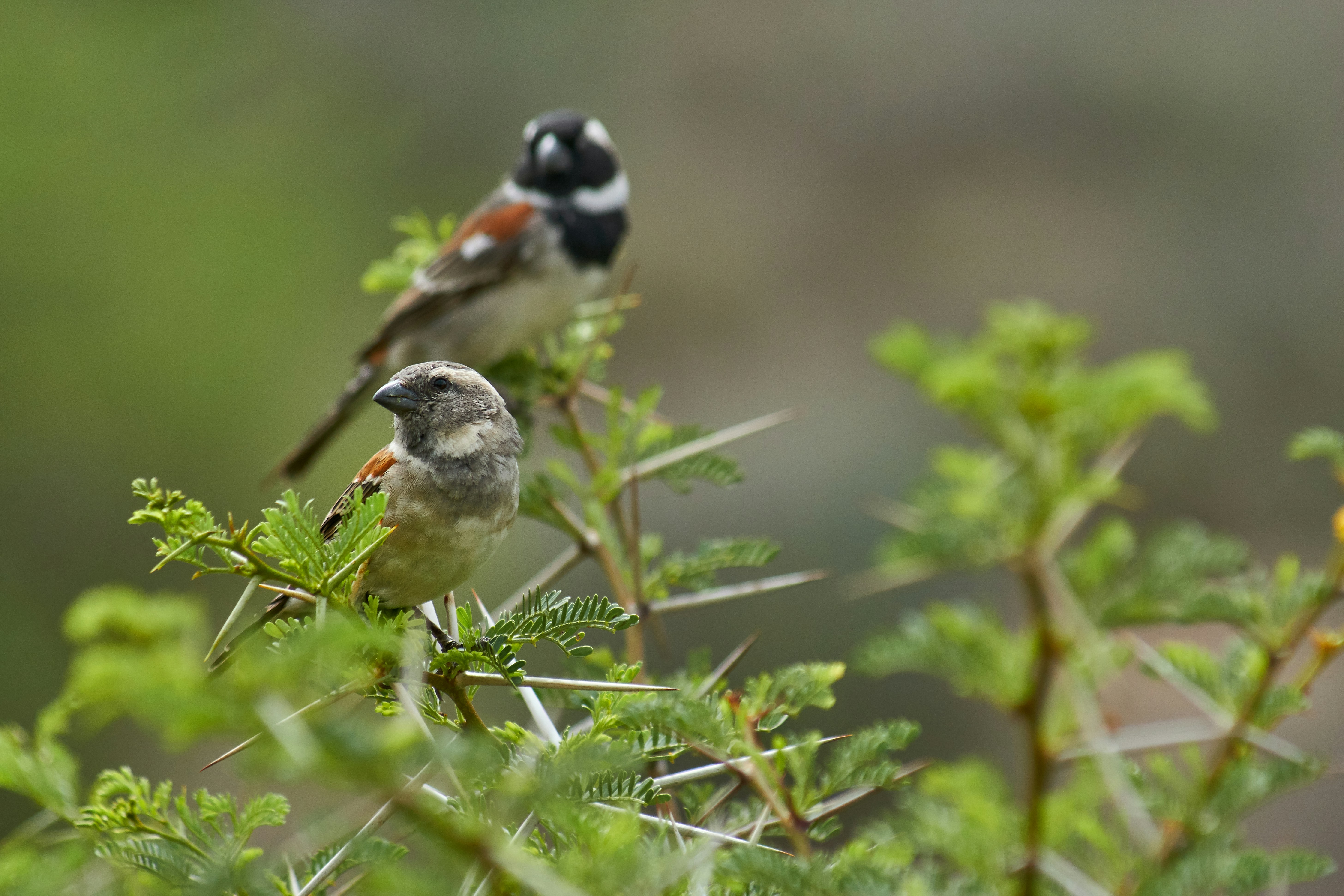 Photo by wolfgang_hasselmann