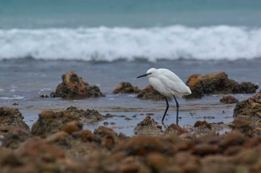 white bird near shore