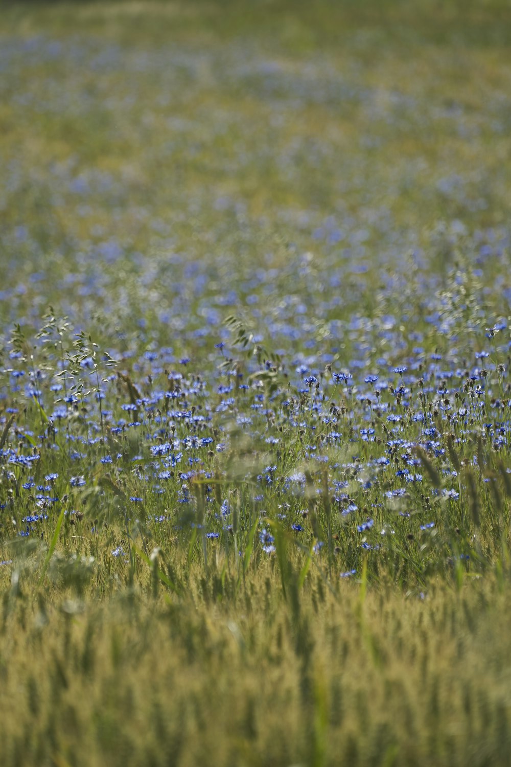 a bird standing in a field of blue flowers