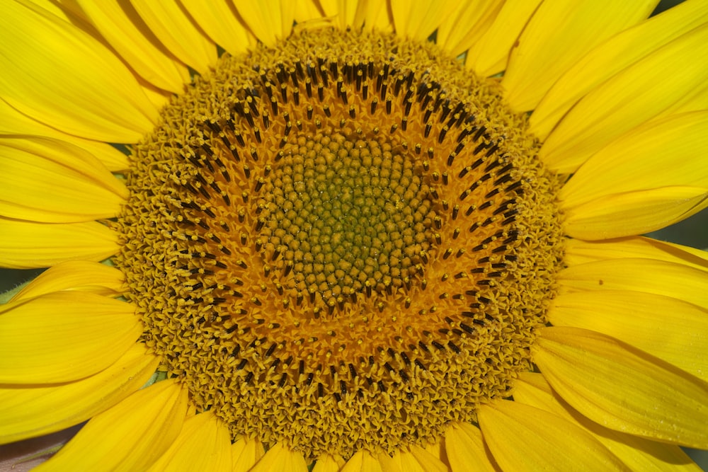 Girasol amarillo en flor