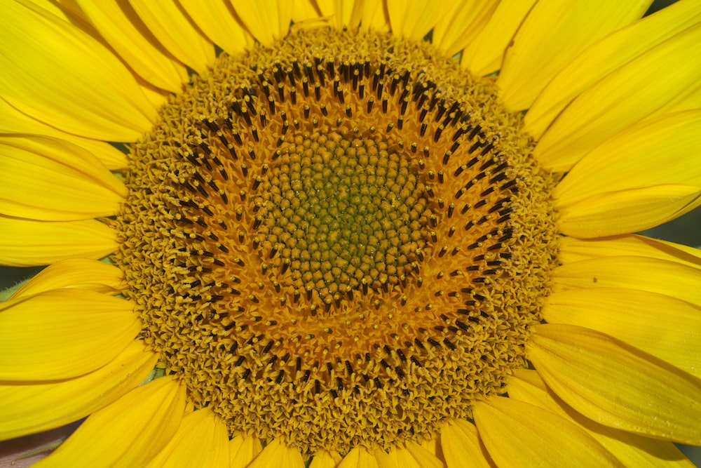 yellow sunflower in bloom