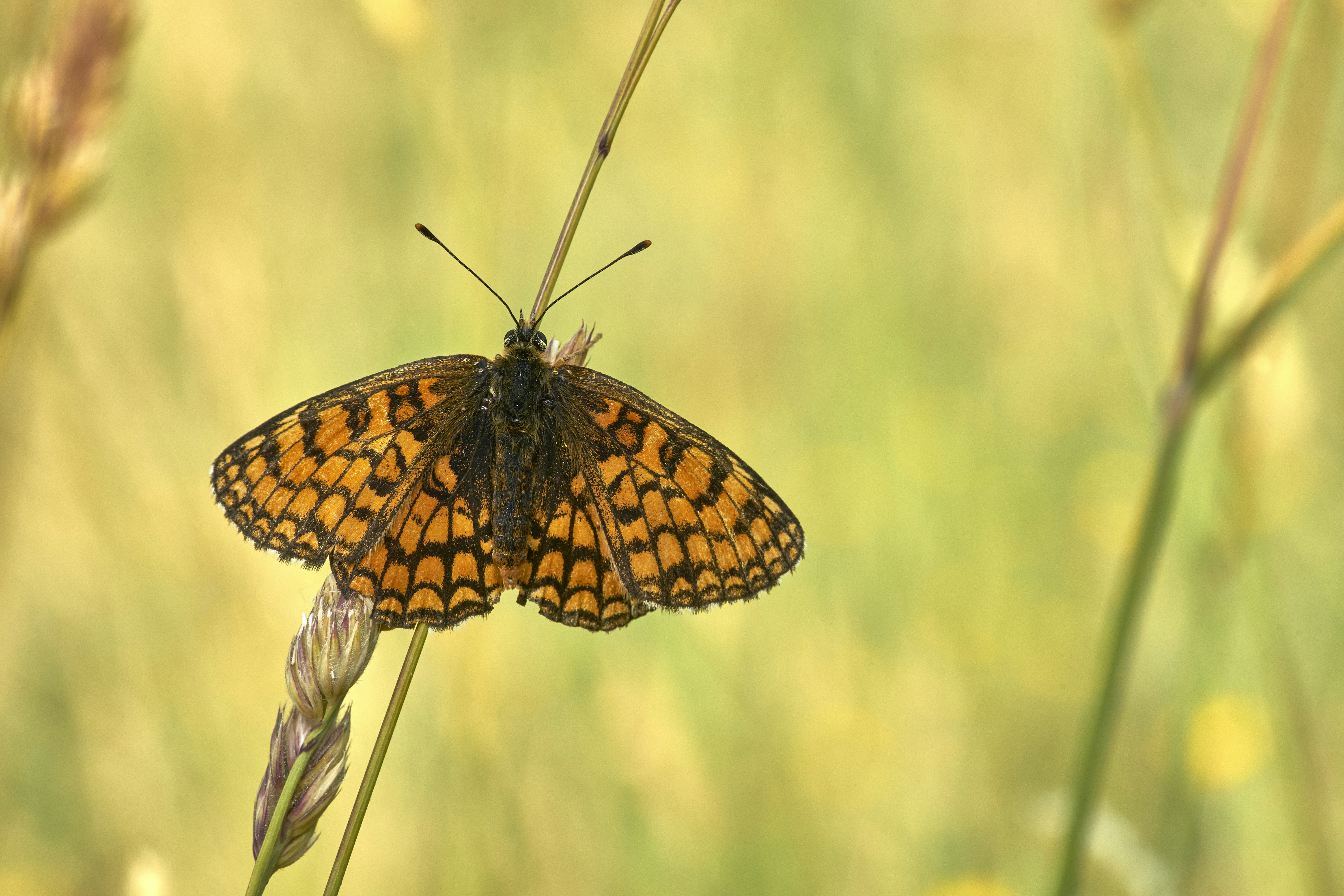 Photo by wolfgang_hasselmann