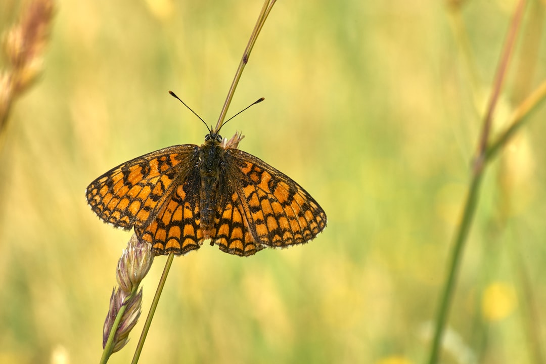 orange butterfly