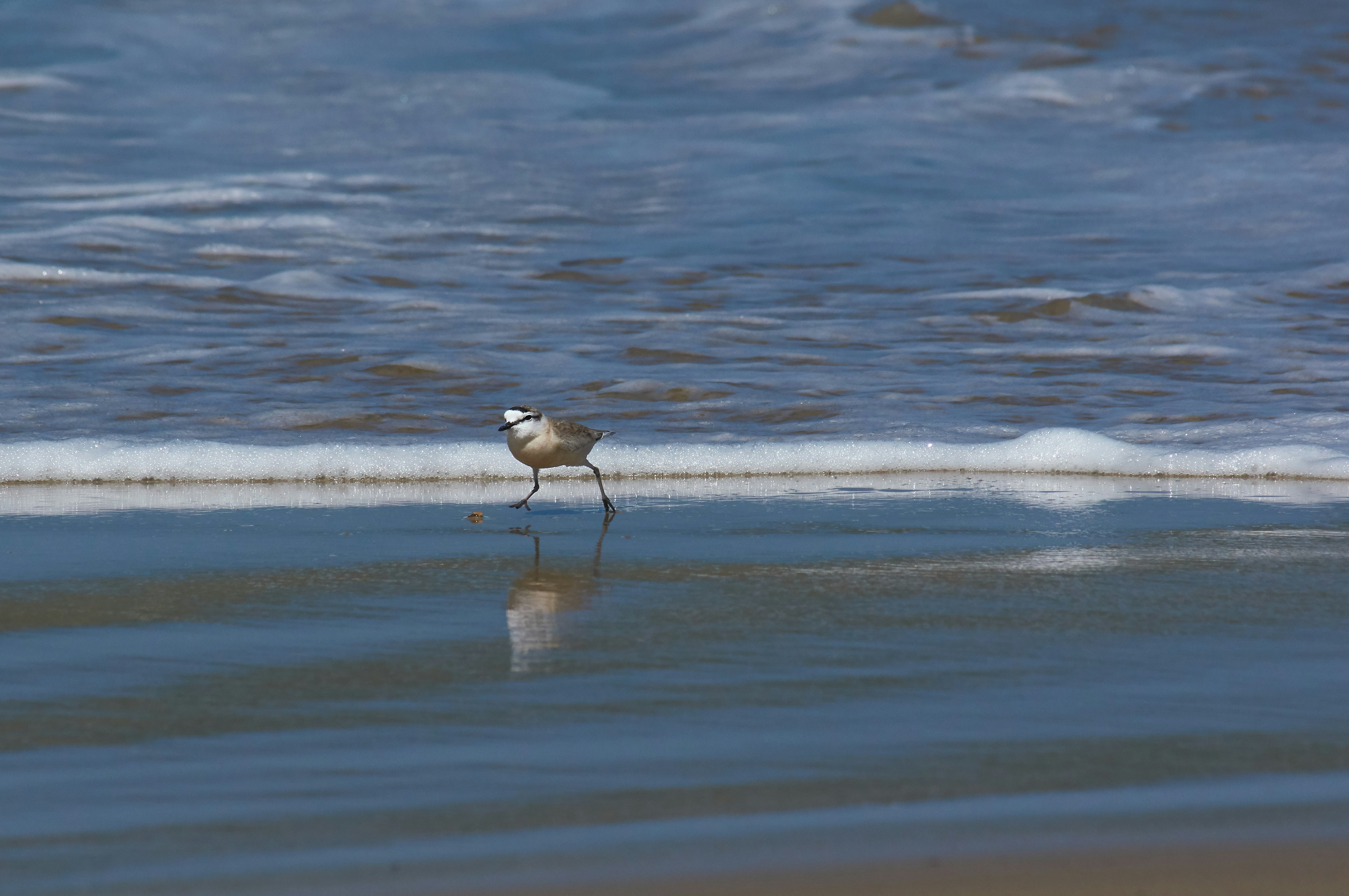 Photo by wolfgang_hasselmann