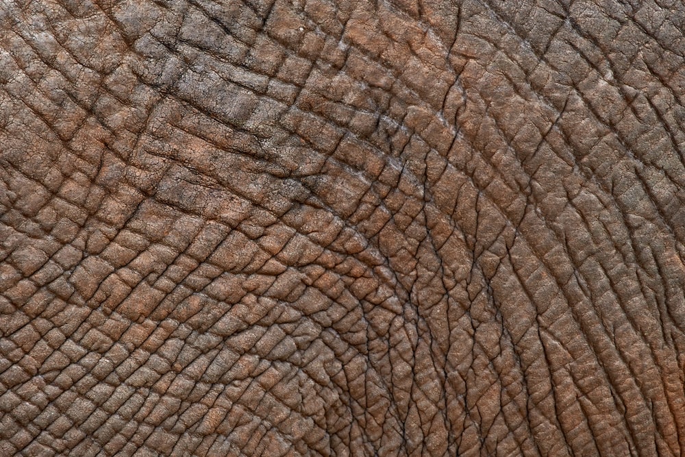 a close up view of an elephant's face